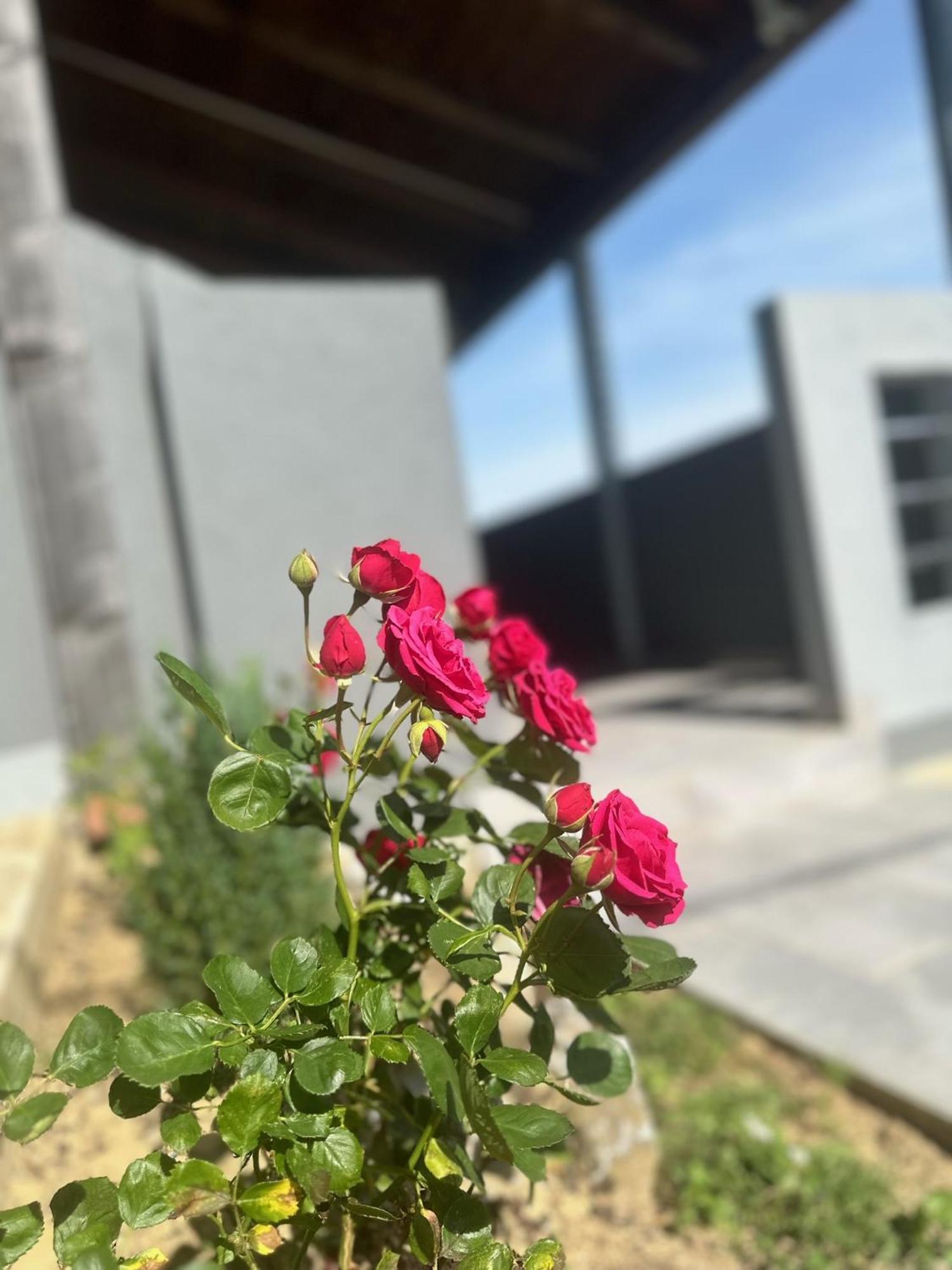 Kuca Za Odmor Mare Villa Sveti Martin Na Muri Buitenkant foto
