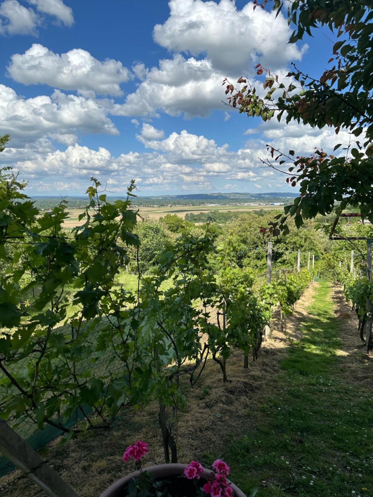 Kuca Za Odmor Mare Villa Sveti Martin Na Muri Buitenkant foto